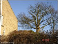 Tree during